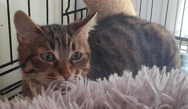 Michelle, trovata affamata e infreddolita Foto 2